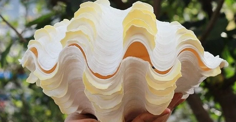 Tridacna crystal