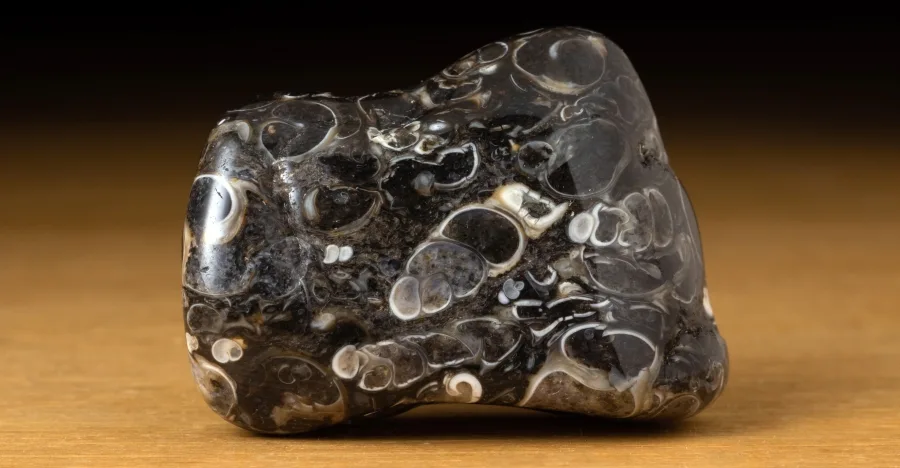 Turritella Agate crystal