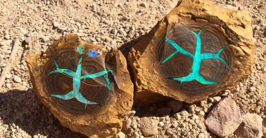 Discover the Breathtaking Opal Gemstone Called 'Rainbow Tree' from Australia crystal
