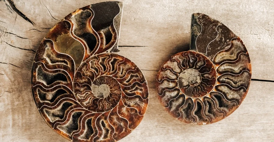 Ammonite crystal