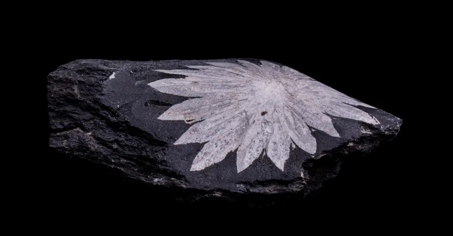 Chrysanthemum Stone crystal