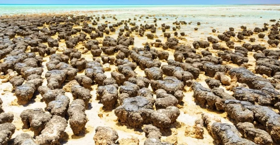 Stromatolite crystal